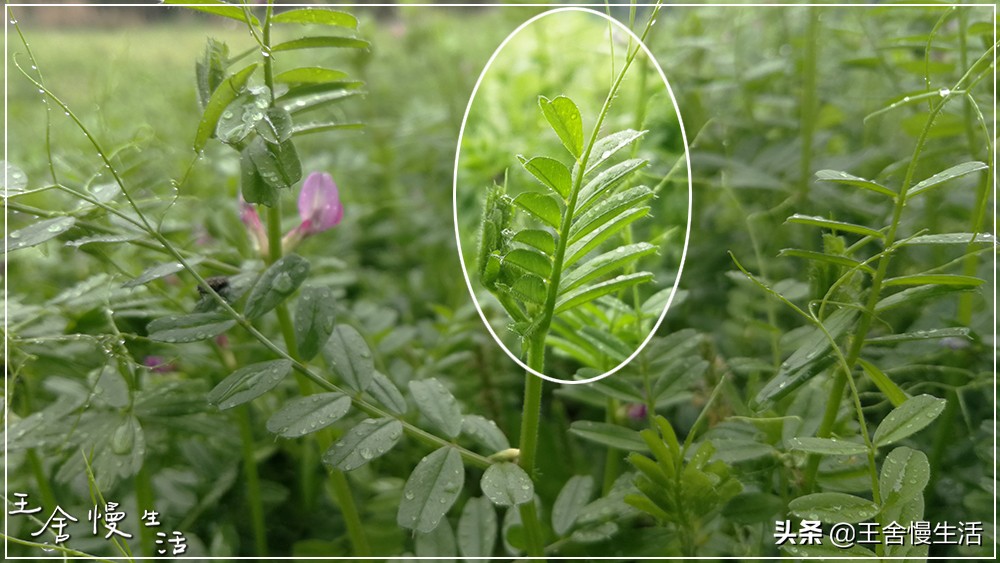 一年四季都可以吃的豌豆尖,野生豌豆尖正确采摘