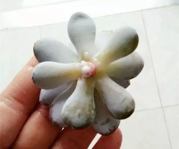 花儿烂根快速解决,花儿黑腐病