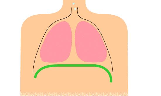 舒缓胸椎瑜伽体式,瑜伽体式胸椎是稳定还是灵活