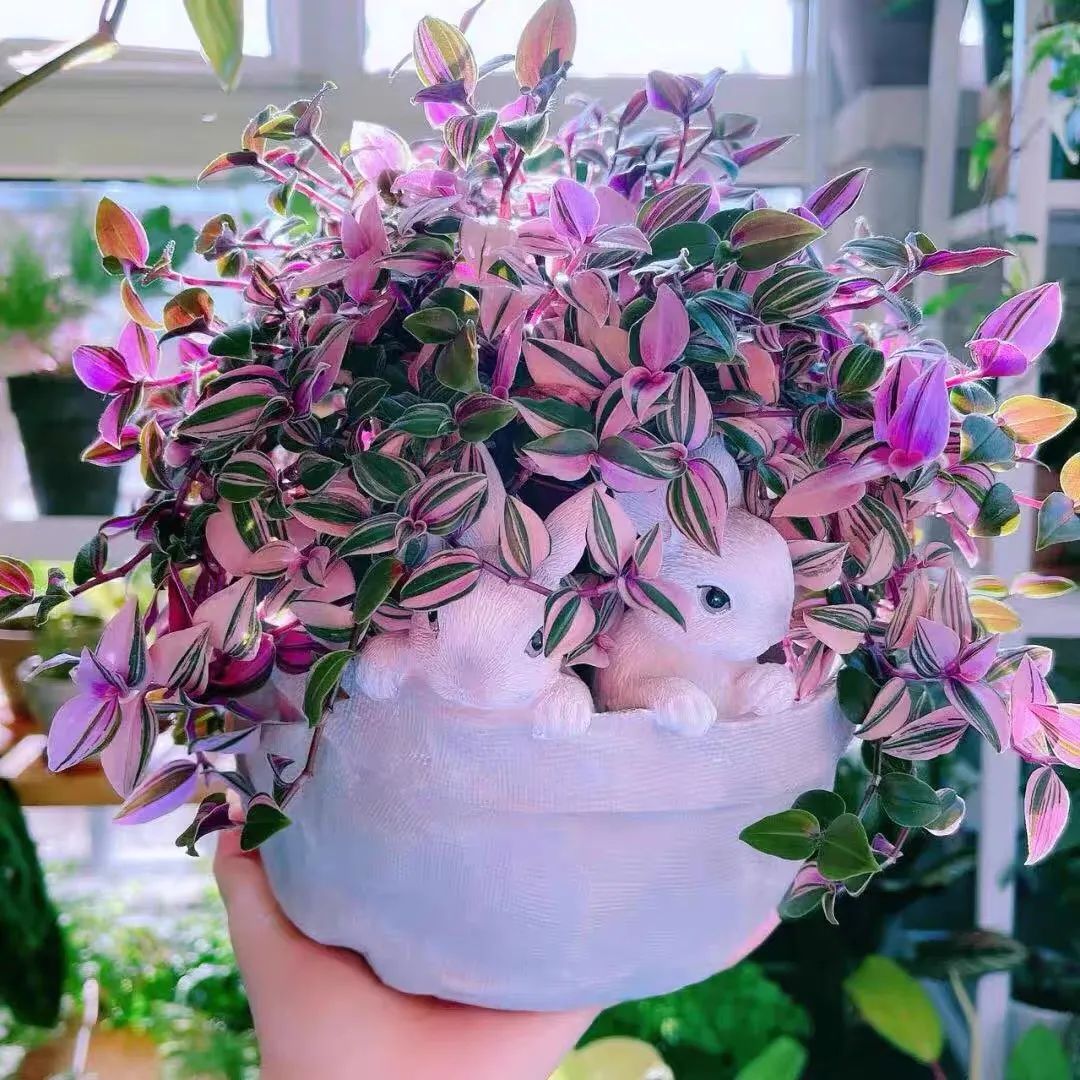 客厅好看的观赏花,小清新唯美油画花