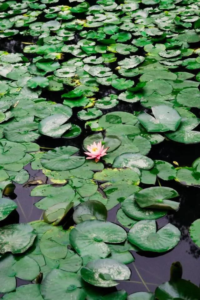 夏天在诗歌中的叫法,夏天的唯美诗词