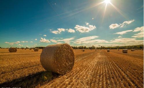 农业托管知识,托管农业是主流方向