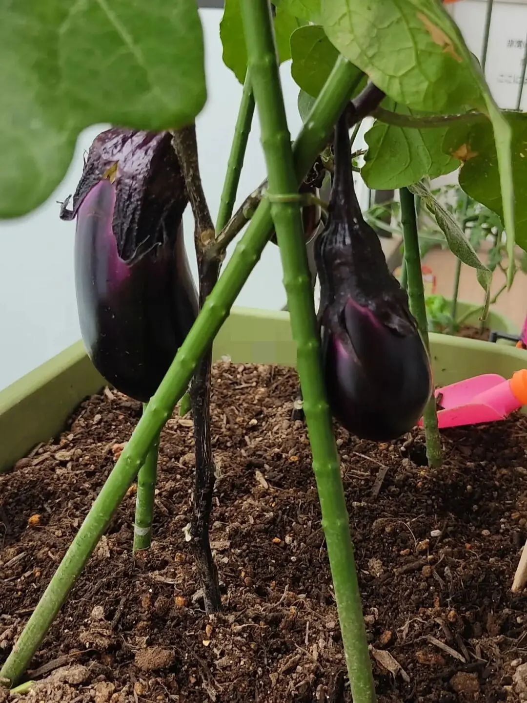 茄子病虫害早期症状,盆栽茄子落花落果什么原因