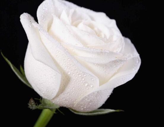 玫瑰花有哪些品种大全,玫瑰花品种大全视频