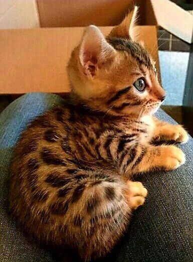 不常见猫咪种类大全及价格,五种最好看的猫咪品种