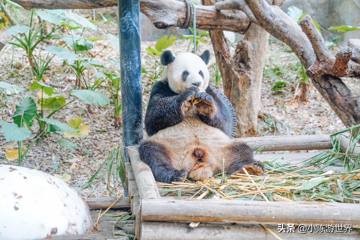 寒假广州长隆三天两夜亲子游攻略,带孩子广州长隆旅游攻略