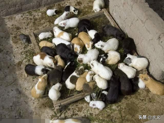 老鼠养殖致富项目,养老鼠发家致富