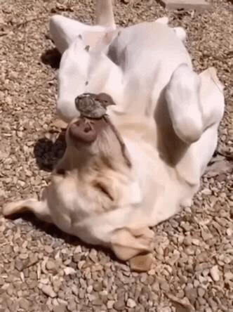 搞笑斑马线段子,搞笑斑马线不礼让行人