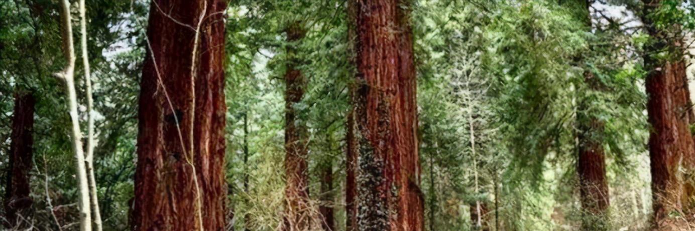 木知识大全图解,红木家具阔叶黄檀图片