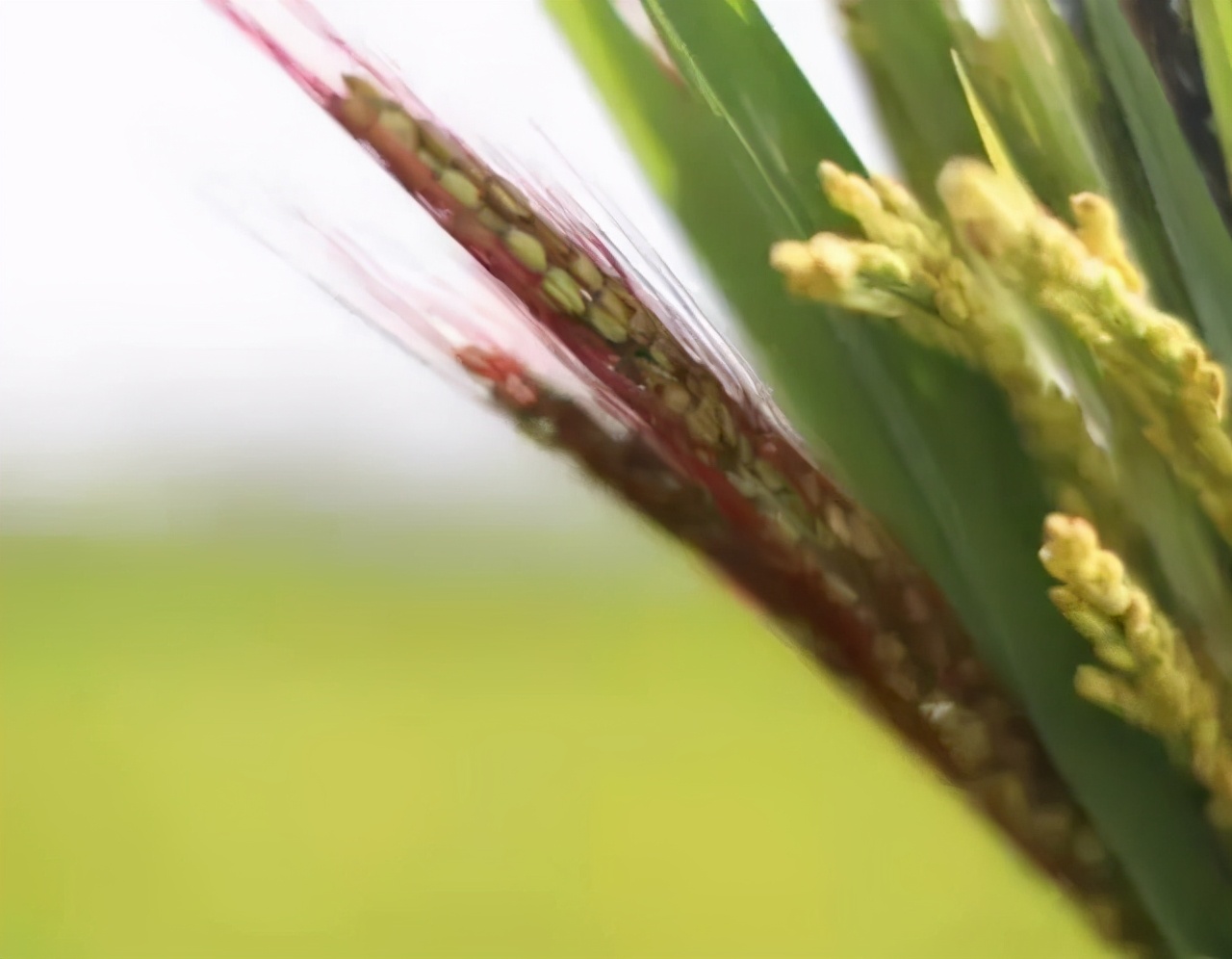 稻田玩出新花样,农田玩出新花样