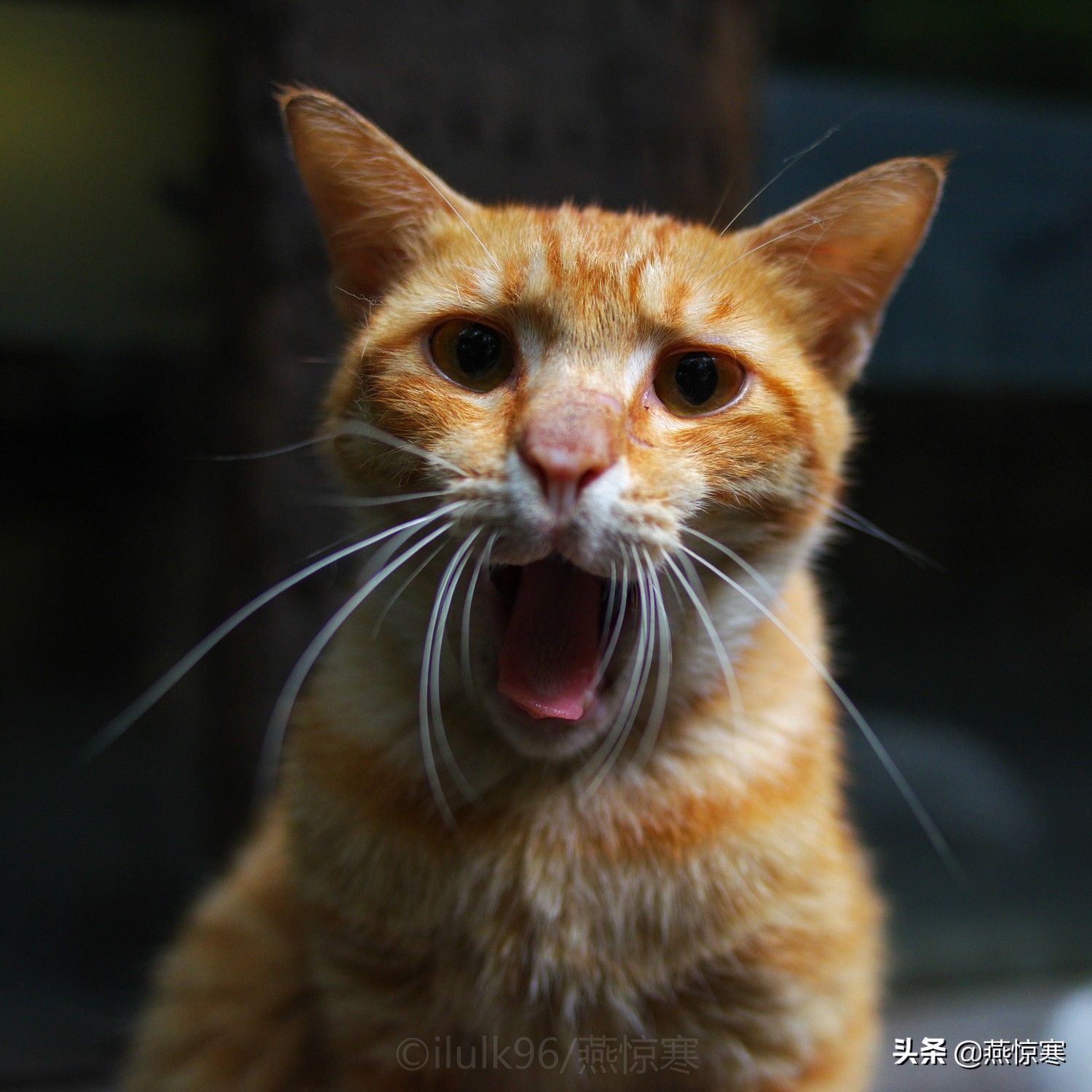 理光镜头和宾得通用吗,宾得理光图片大全