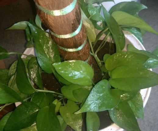 绿萝怎么可以快速长枝条,养绿萝只需加几粒它绿萝疯长