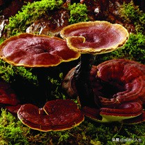 灵芝神草中华瑰宝,中华瑰宝灵芝价格