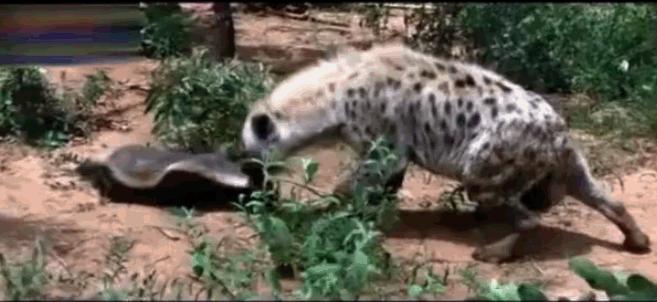 非洲野狗作战能力超过“掏肛”的鬣狗,对外凶狠,对内温馨有爱