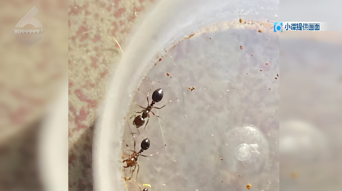 红火蚁咬到人死亡事件,红火蚁出没村民被咬出现休克
