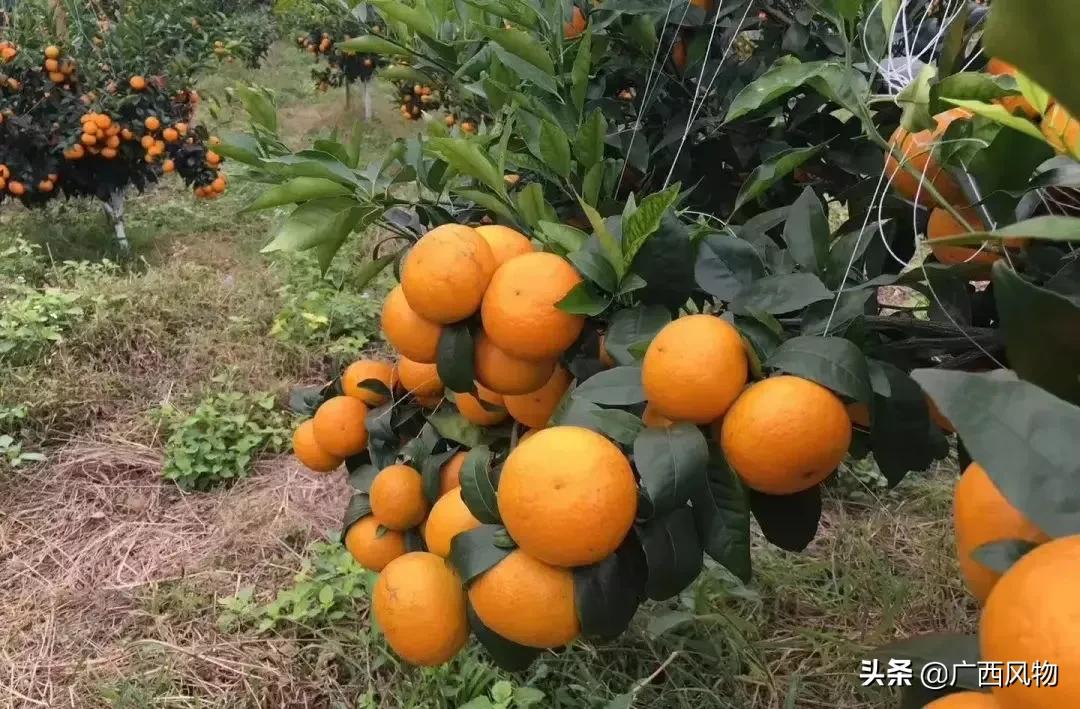 沃柑的最新吃法,沃柑做好看的东西