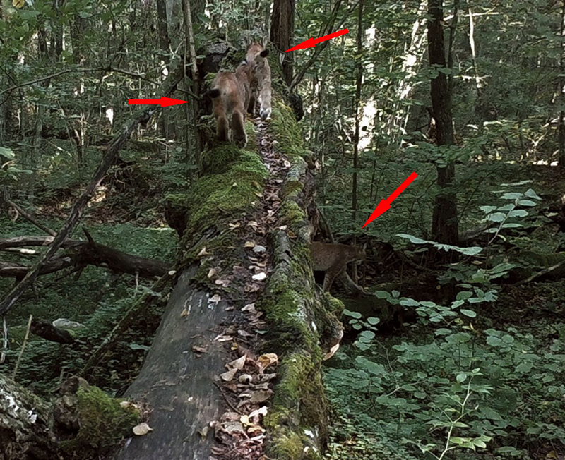 伊比利亚猞猁vs欧亚猞猁,伊比利亚猞猁为什么会濒危