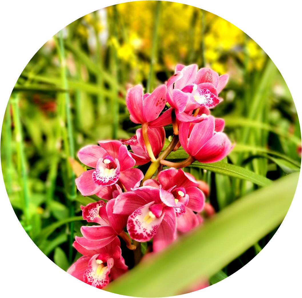 菊竹梅兰图欣赏,花中四君子的兰花图片