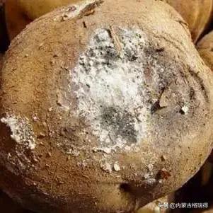 马铃薯豆角病害图谱,马铃薯病害图谱大全