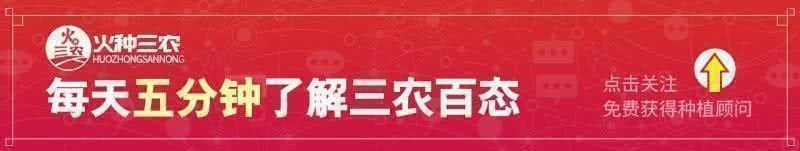 沙糖桔现在批发一筐大概多少钱,今天永福沙糖桔收购价多少钱1斤