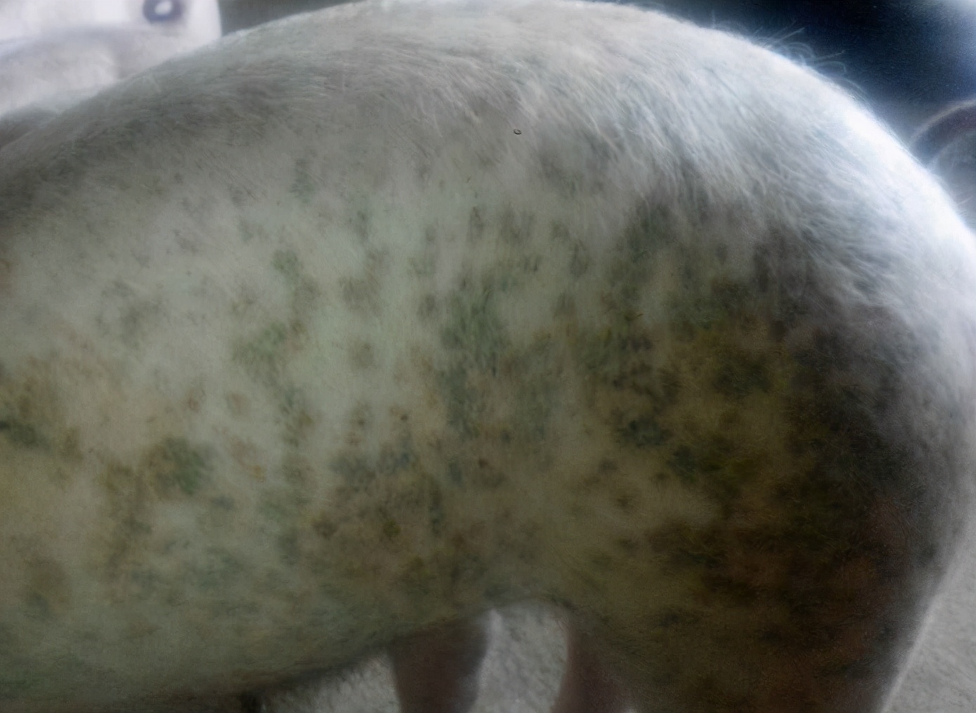 断奶仔猪身上有水泡破皮什么病,仔猪耳朵破皮结痂应怎么治疗