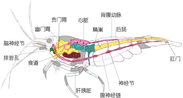 硬壳罗氏虾和软壳罗氏虾的区别,罗氏虾鳌虾甜虾有什么不同