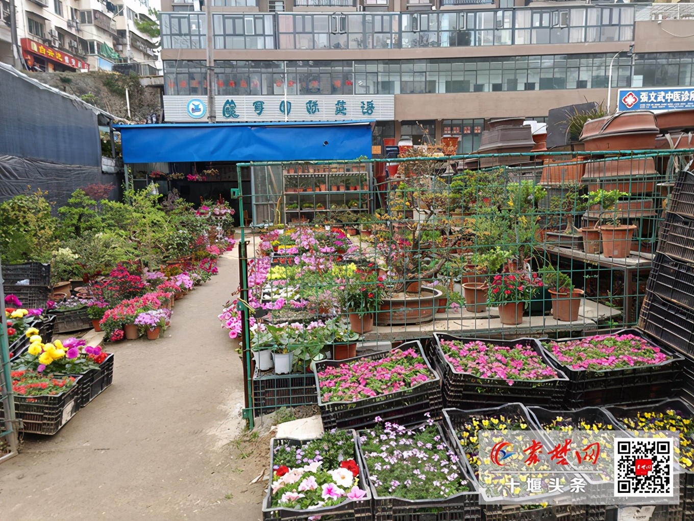 鍗佸牥妞嶇墿鐩嗘牻甯傚満,鑺卞崏缁挎鐩嗘牻鍗佸牥