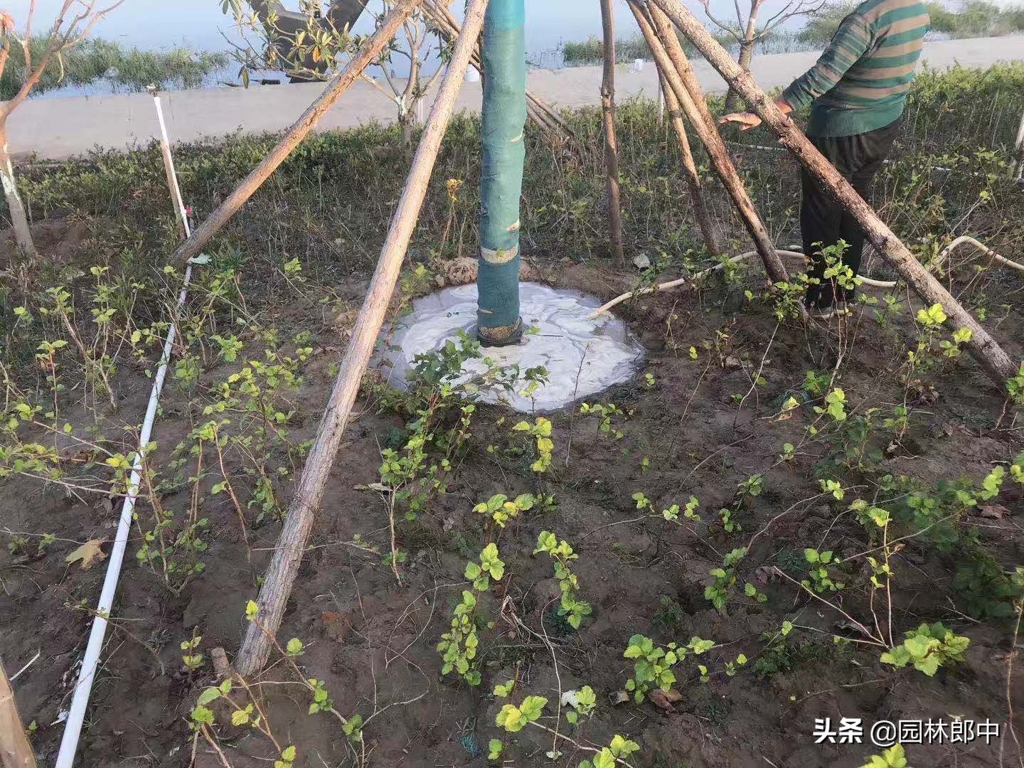 苗木移植后，叶片干枯、变黄、脱落的可能原因及相应的解决方法