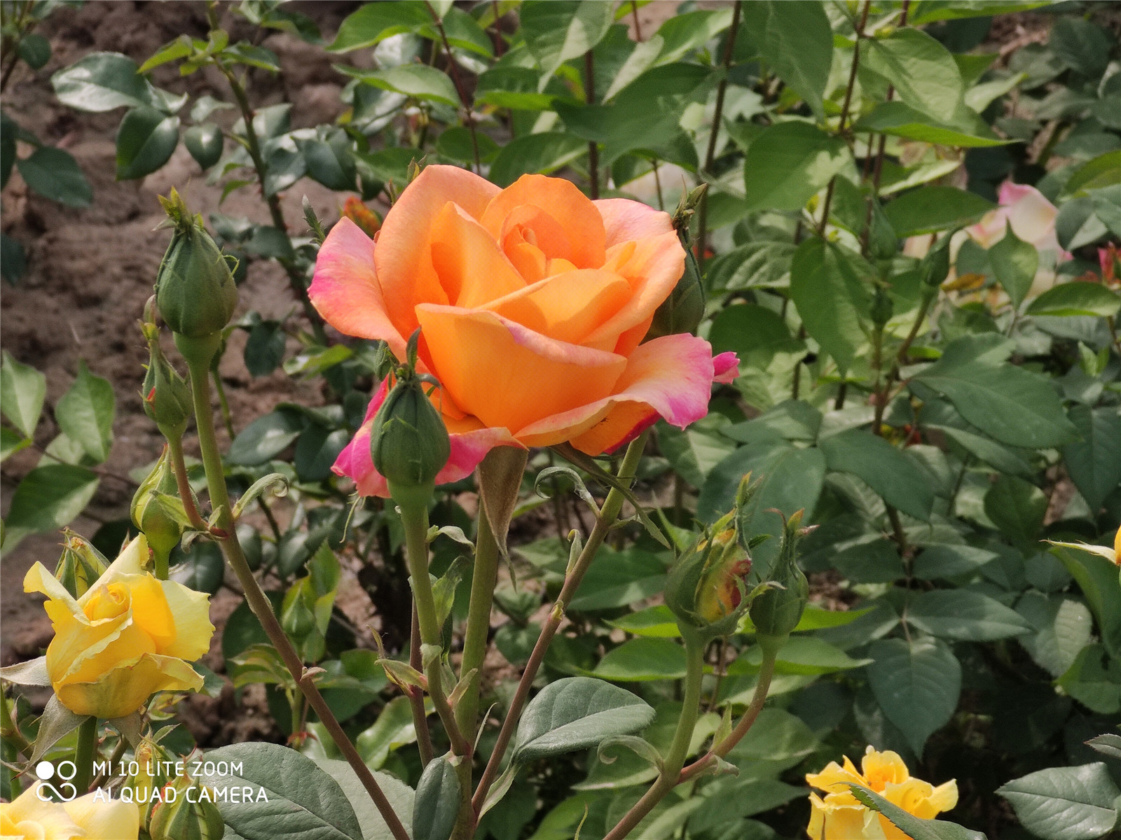 小米10青春版209元,小米10青春版报价2099元