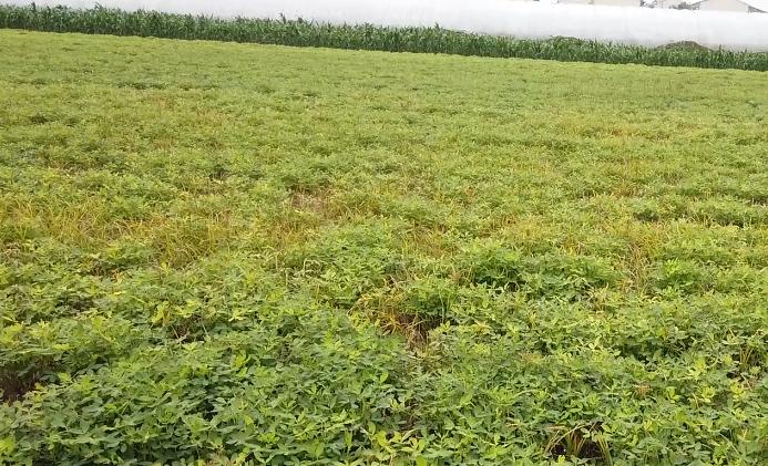 花生怎么高产丰收,花生适时收获的标准