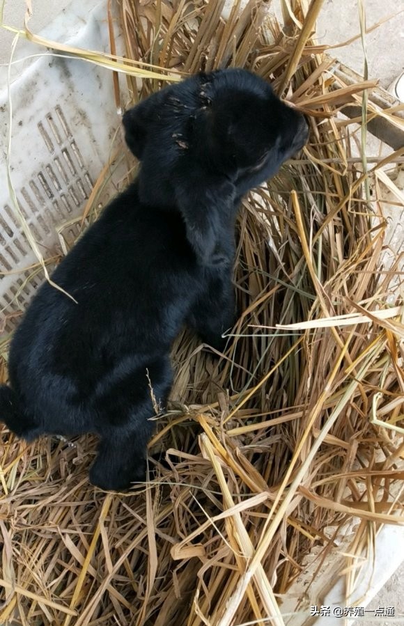 养羊创业代养模式,在农村养羊如何年入百万