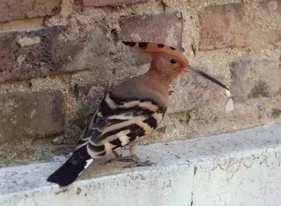 北方常见鸟类大全图片及名称,南大常见的鸟类有哪些