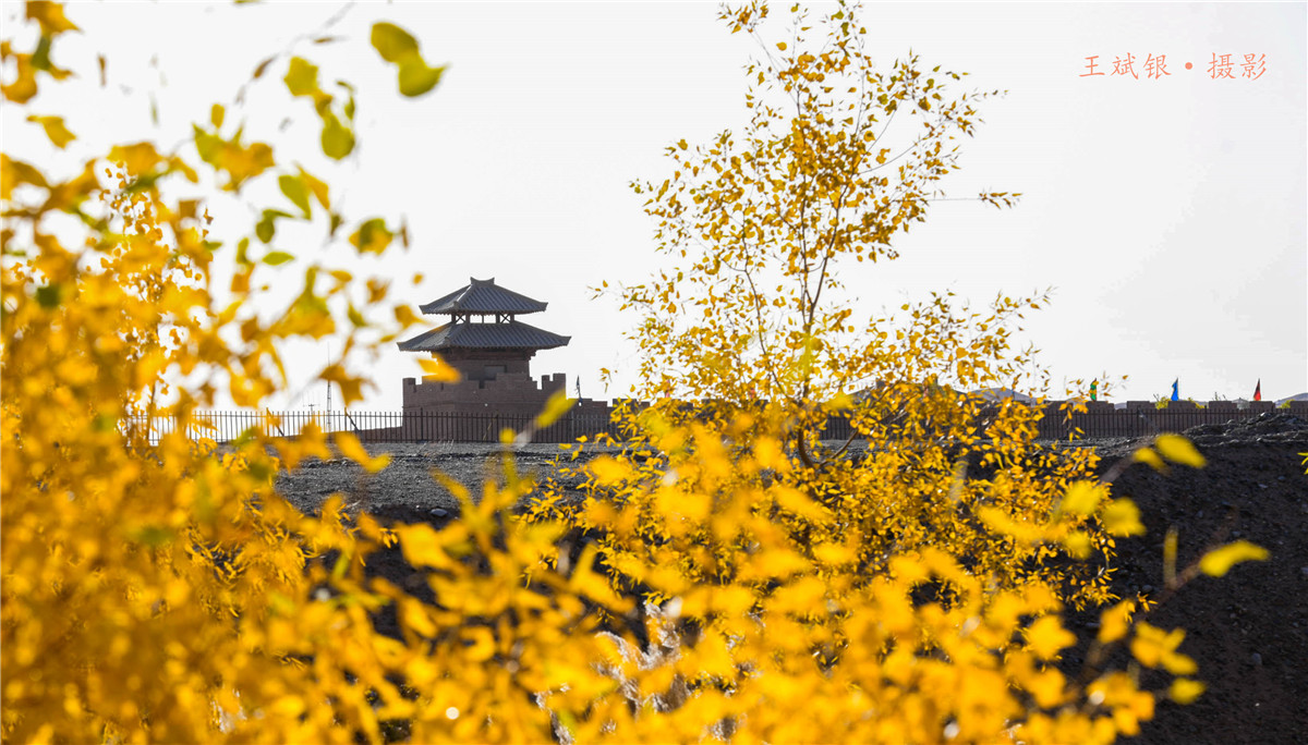 第一次去看胡杨的感触,第一次体验到沙漠乐趣