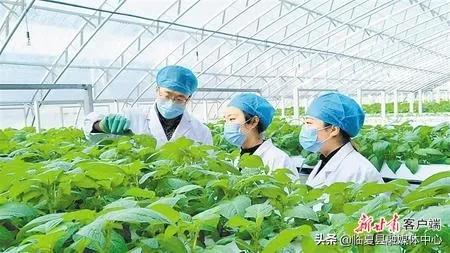 #疫情防控临夏在行动#【决战决胜脱贫攻坚】书写决战脱贫攻坚的春天答卷—甘肃全力推进脱贫攻坚任务落实纪实