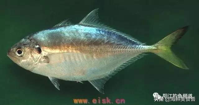 中国本土最便宜的鱼10种,哪些鱼档次又高又便宜