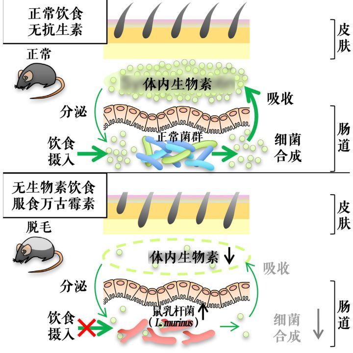 脱发和头发长有关系,脱发导致发际线一直往后拖