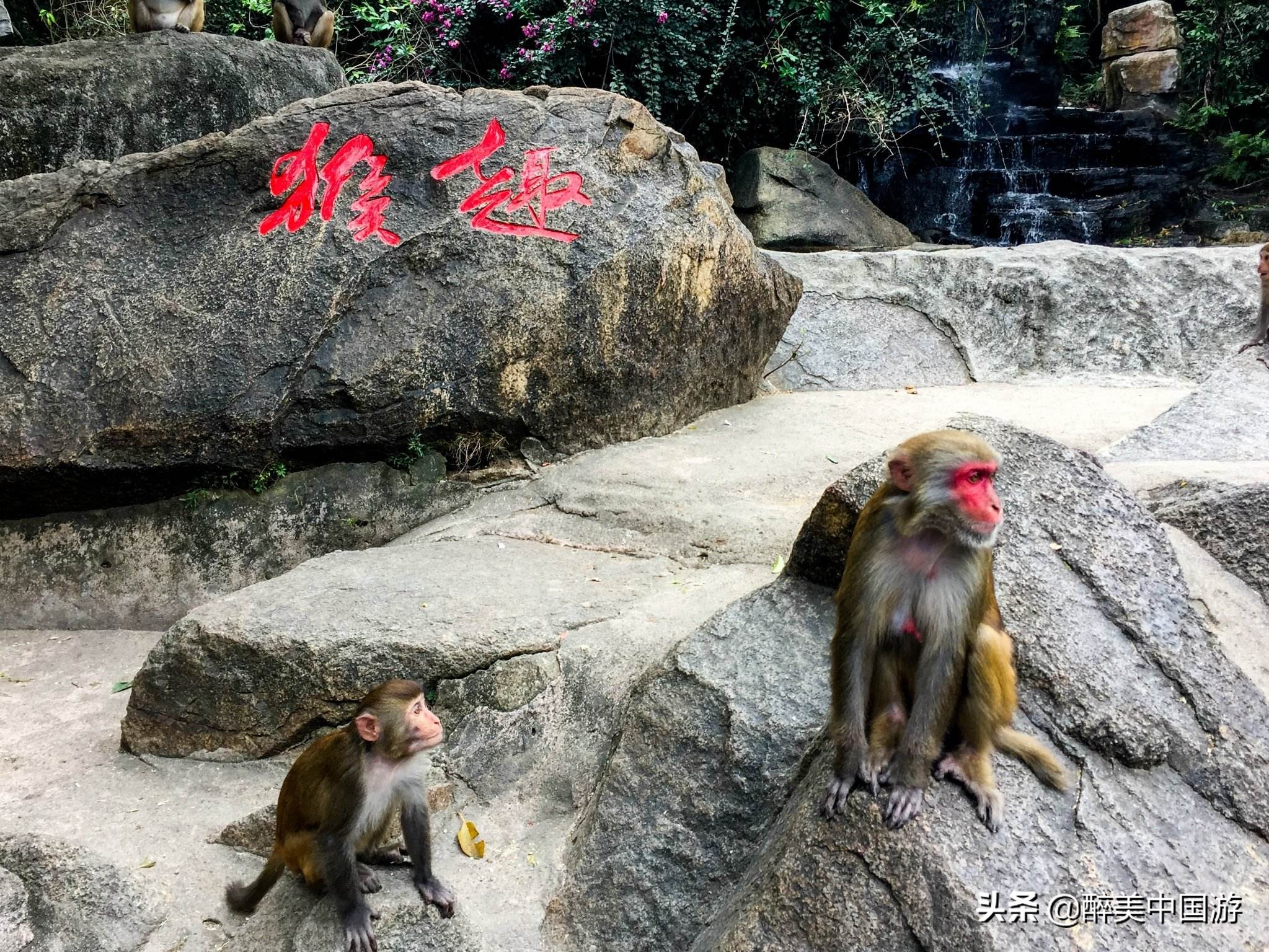 海南岛南湾猴岛,海南南湾猴岛在哪里