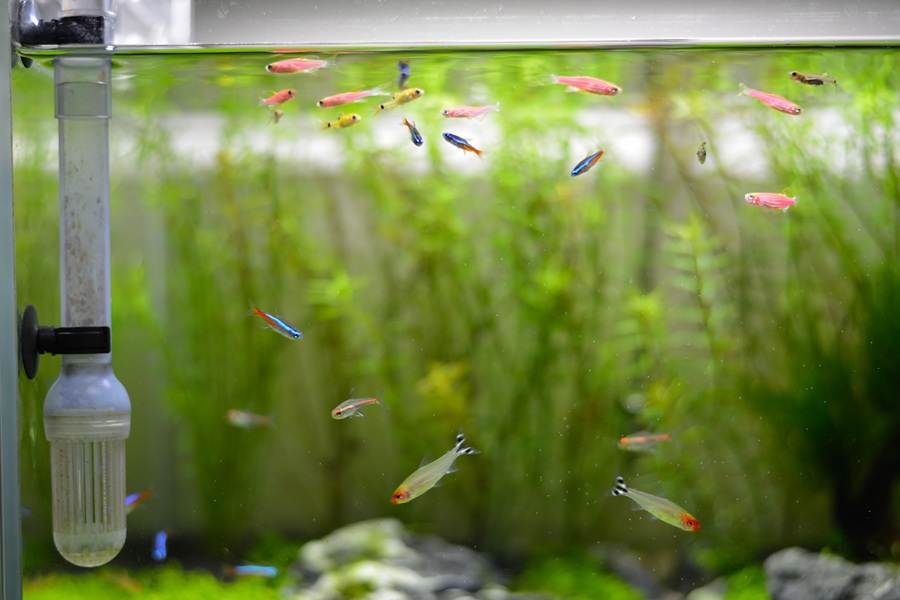 新手草缸入门,萌新水草缸