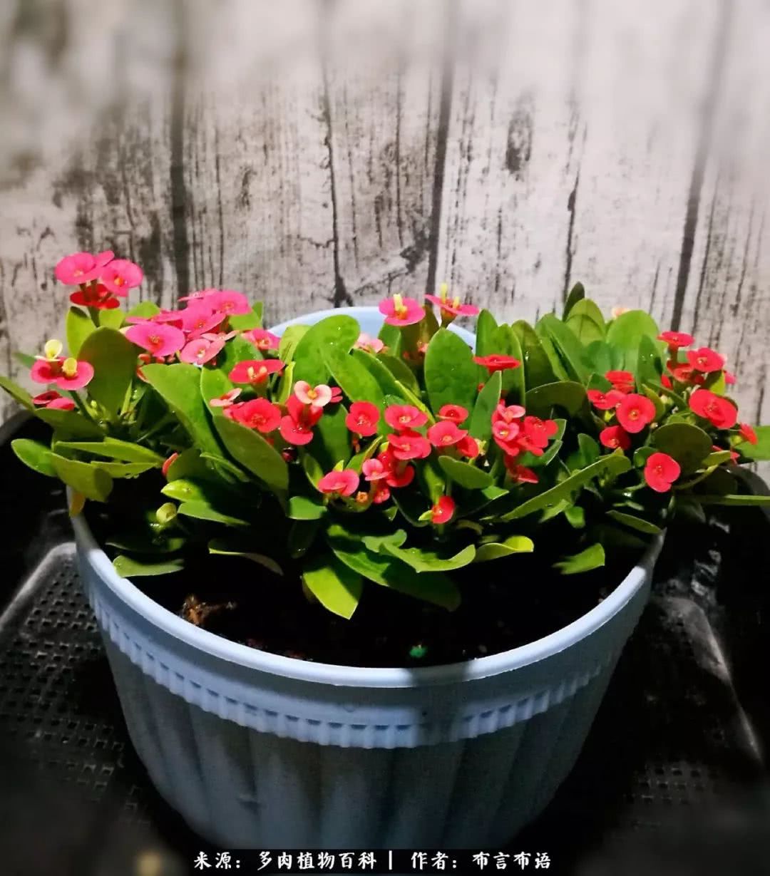 从多肉上感悟人生,多肉的真实生活感悟