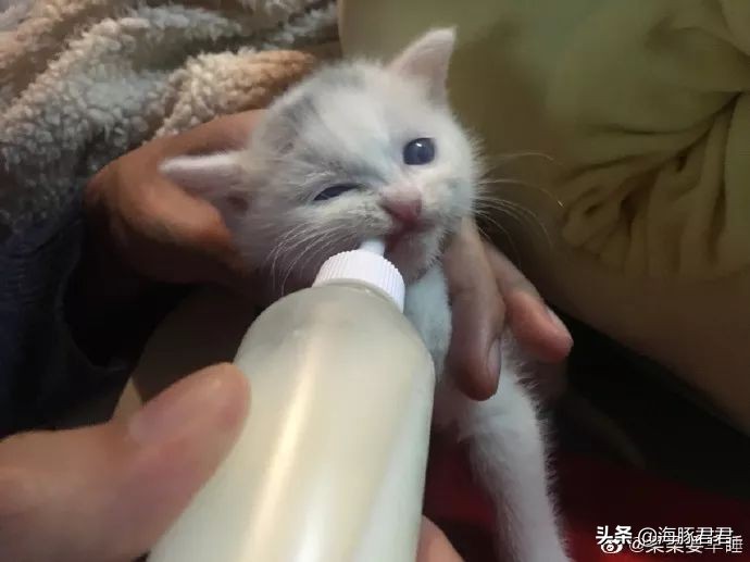 北京小公主靠吸猫血成百万大V,直播整容、大照骗、2年养死3只猫