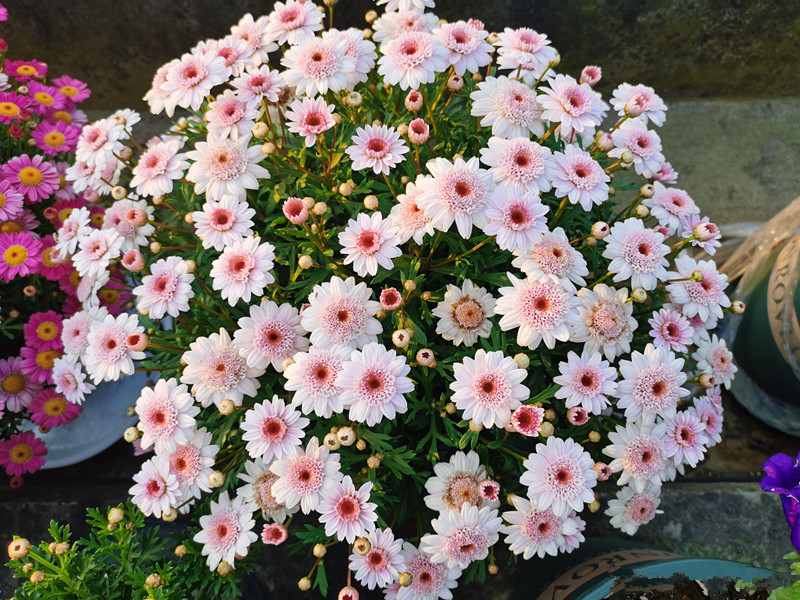 玛格丽特花到了夏季应该怎么养护,适合家养的花卉盆栽玛格丽特