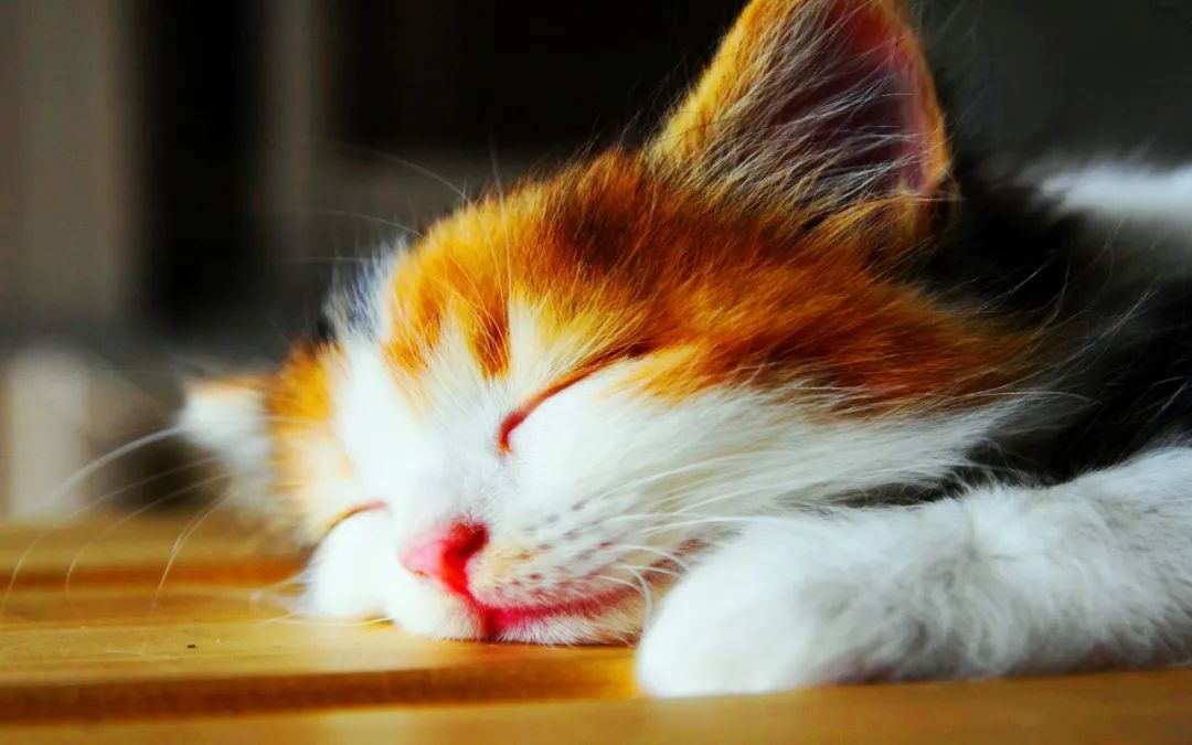 抢救猫咪的最佳方法,小猫晾了半小时怎么抢救