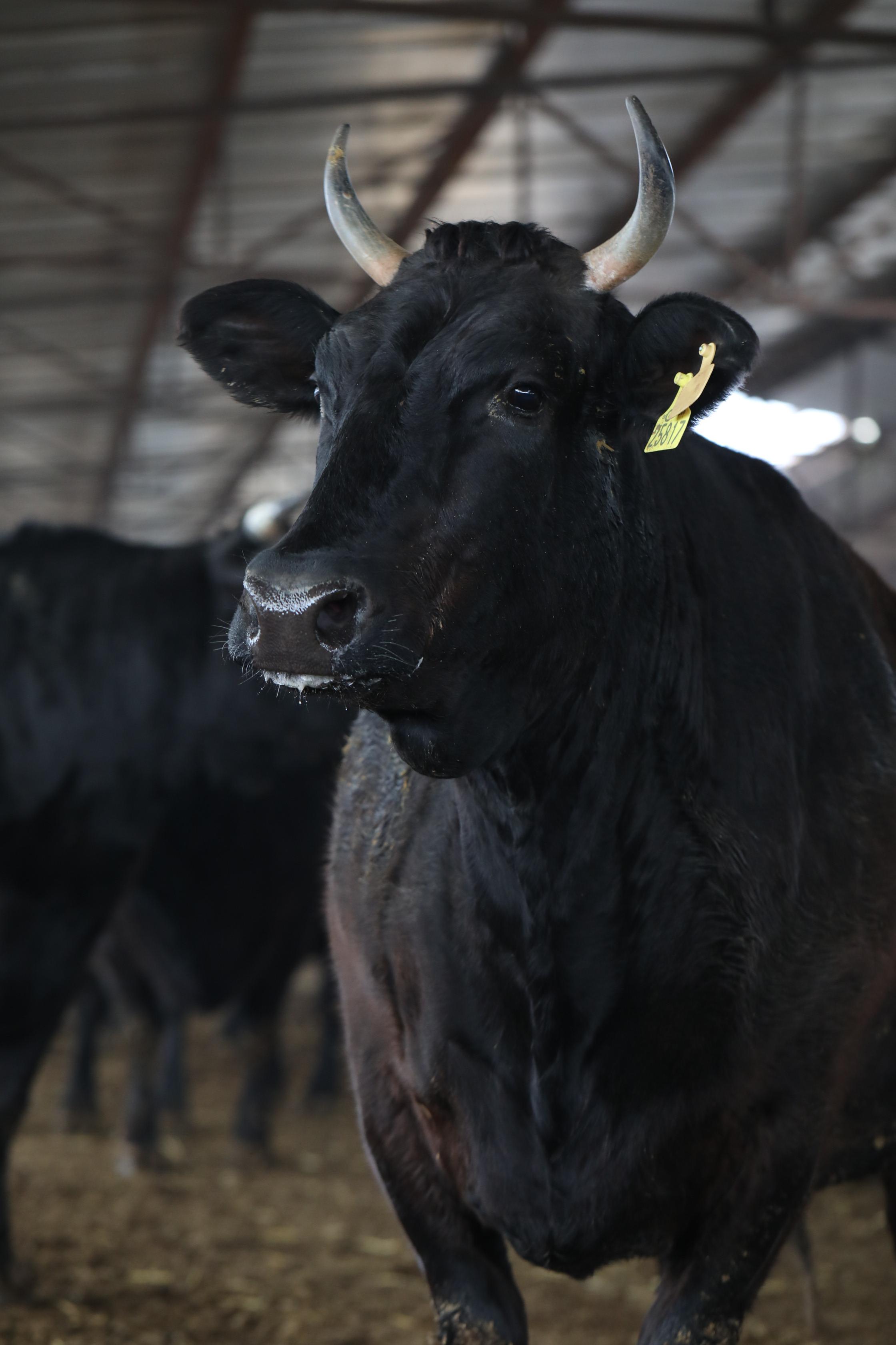 一头牛能赚3000块钱吗,一头500斤的牛养一年赚多少