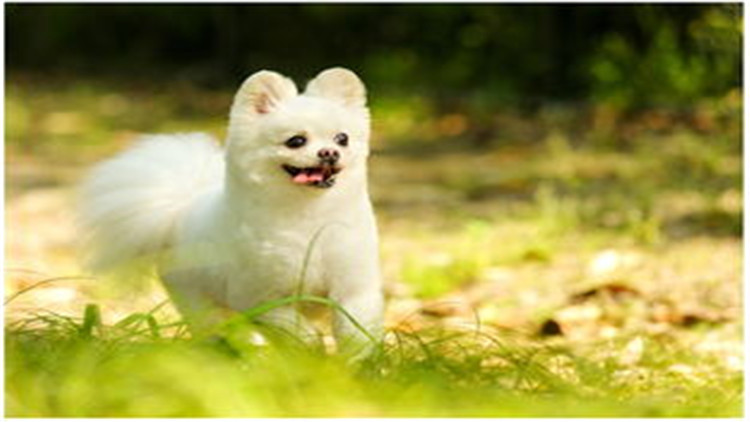 狗狗配种的4个正确方法，不错过最佳时间