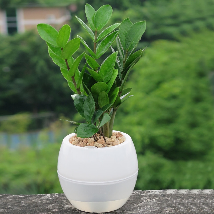 什么花适合在室内养去新房甲醛,装修完房子养什么花可以去除甲醛