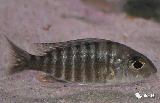 三湖慈鲷马鲷孔雀珍珠系能长多大,三湖慈鲷之孔雀