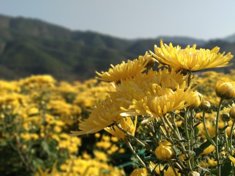 原创诗词14首,经典诗词36首