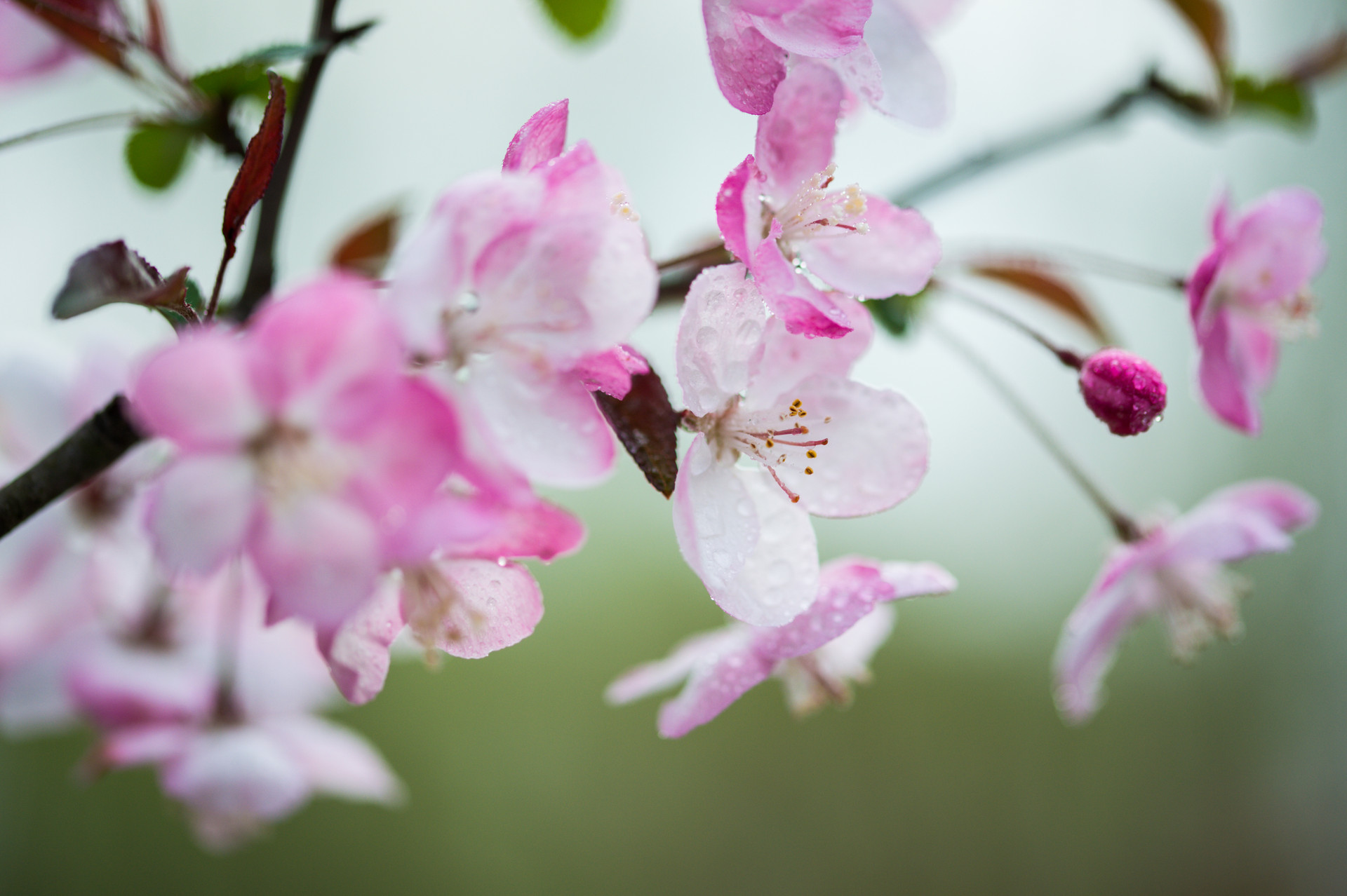 海棠春睡,只一位美人怎么比?太真妃子初出浴,西子娇妍比得无?