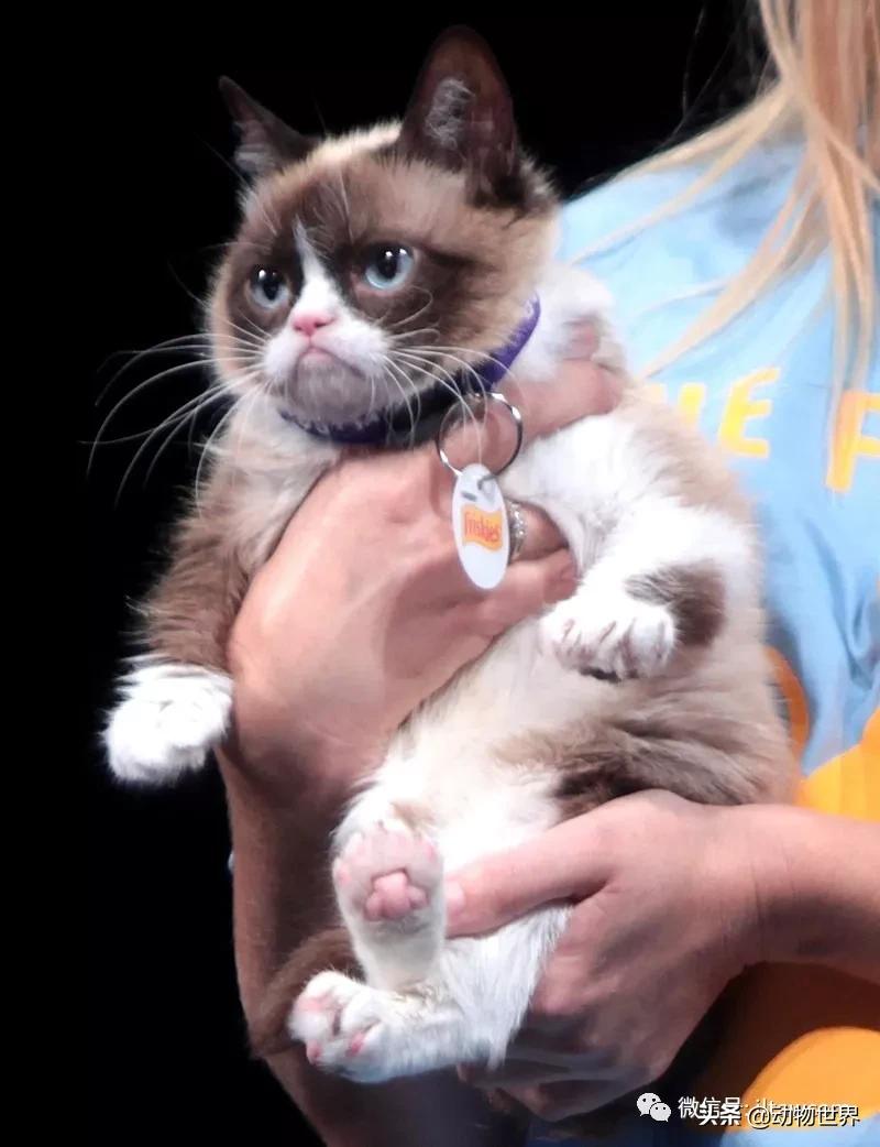 世界各国的著名动物,美国最著名的动物