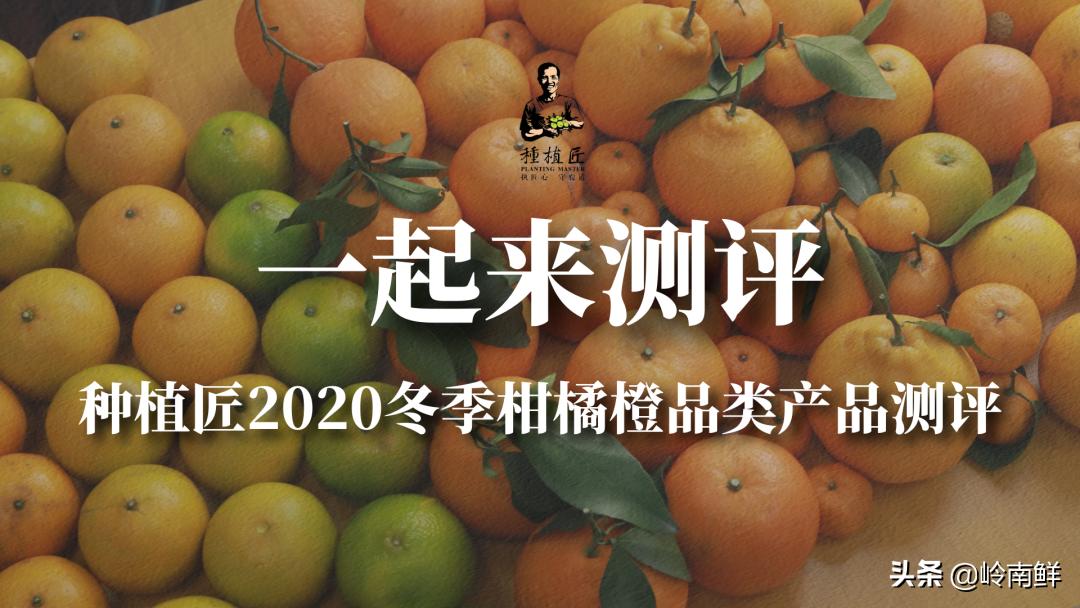 柑橘能吃出菠萝味？带你体验种植匠2020冬季柑橘橙测评
